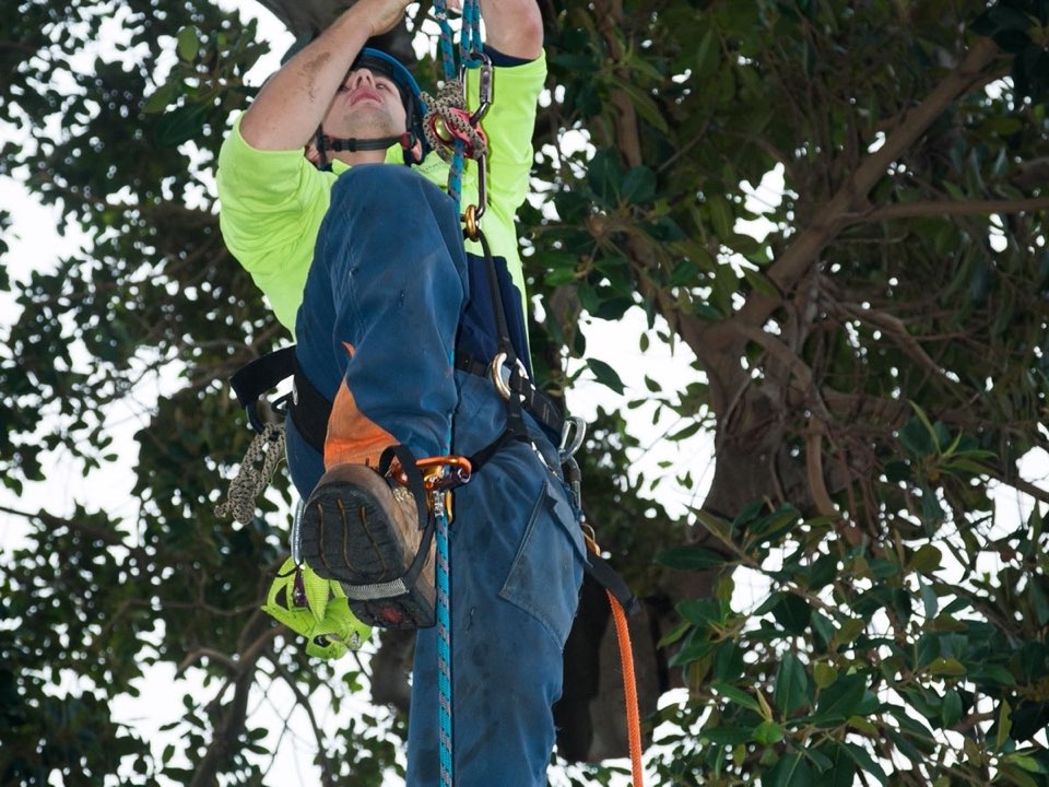 Qualified arborist working in a mature tree during an Enviro Trees UK survey in Dorset