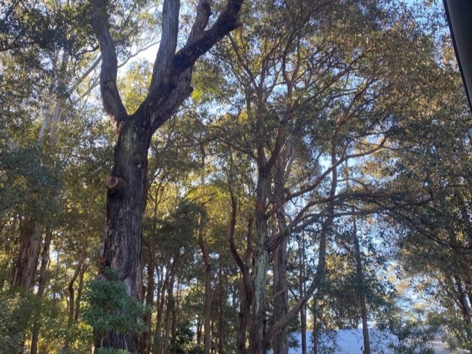 Mature trees in Dorset parkland with a property visible in the background